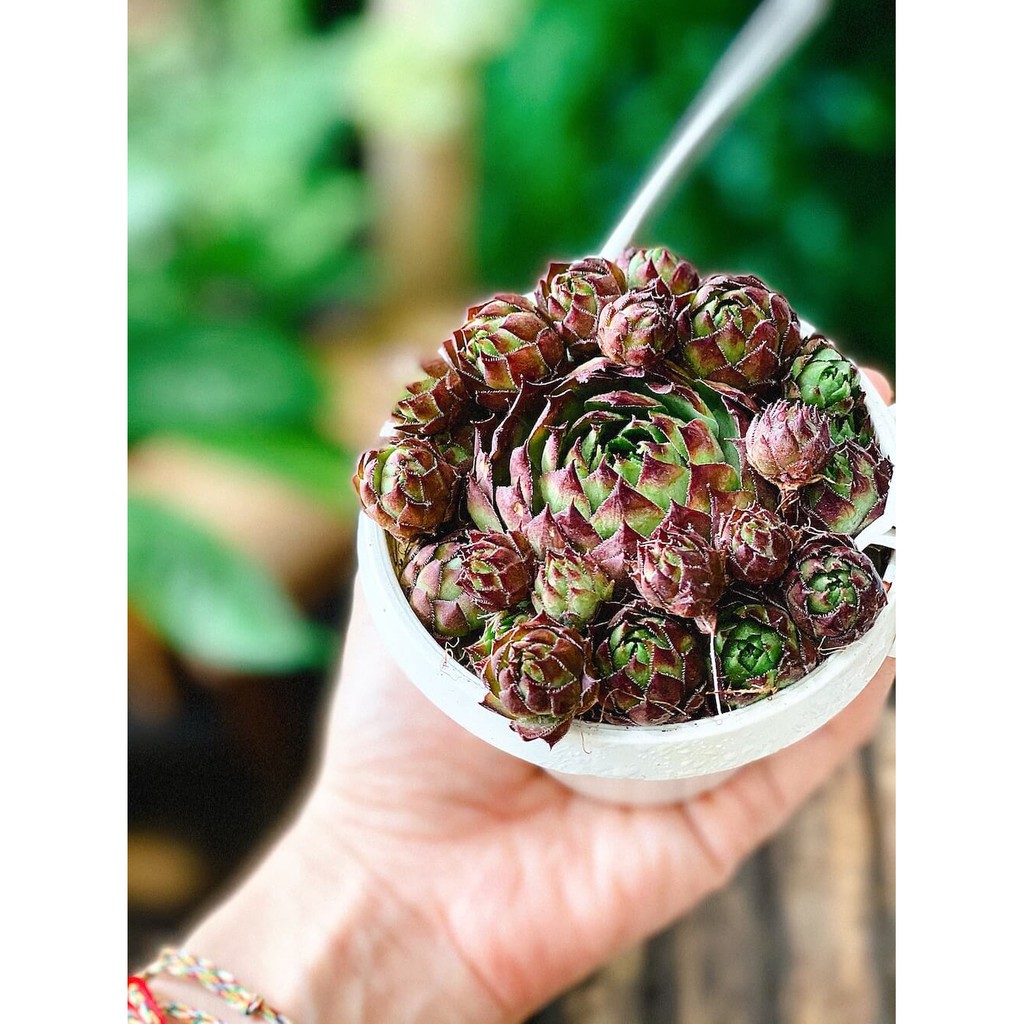 Cây Sempervivum Hen and Chicks Black Top (Trường Sinh Thảo Chúc, Gà Mẹ và Gà Con Đầu Đen) chậu nhựa treo