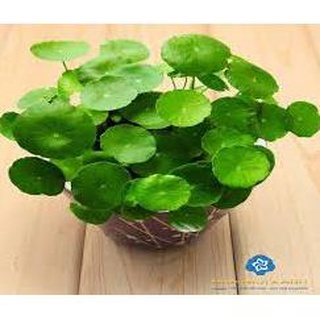 Hạt giống cỏ đồng tiền - 50 hạt hạt giống bốn mùa