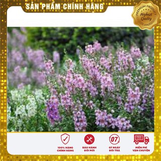 Hạt giống Hoa Ngọc Hân( 5 hạt)