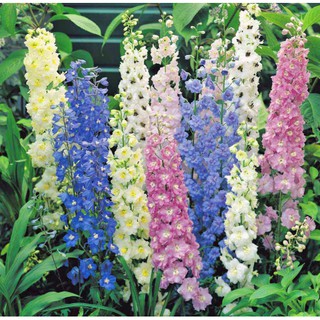 Hạt Giống Phi Yến Thảo Mix Ailita (~40 hạt)