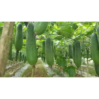 Hạt giống quả bí đao chanh