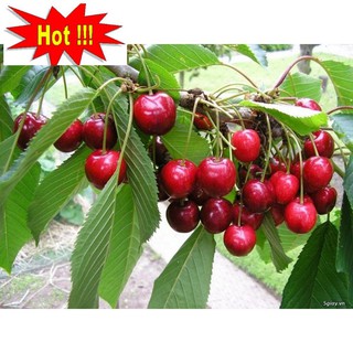 Hạt giống Anh đào (Cherry) (10 hạt)