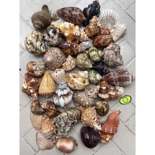 VỎ ỐC MIX TỰ NHIÊN 1KG