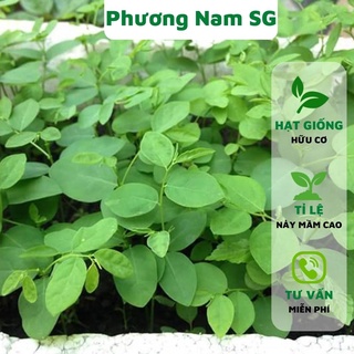 Hạt giống rau ngót Phương Nam 50H
