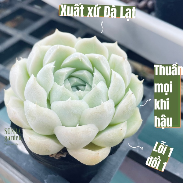 Sen đá tuyết trắng SONDA GARDEN size bé 5-8cm, cây cảnh trang trí nhà cửa, lỗi 1 đổi 1
