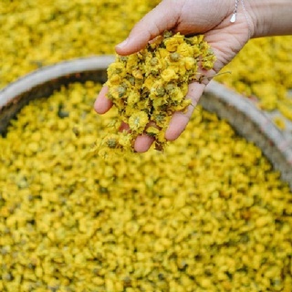 Hạt Giống Cúc Chi F1
