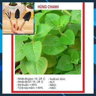 Hạt giống húng chanh 0.1gram tặng bộ làm vươn mini