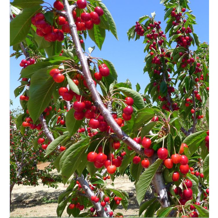Hạt giống cherry nhiệt đới gói 10 hạt