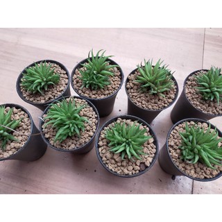 Haworthia Chloracantha var Denticulifera