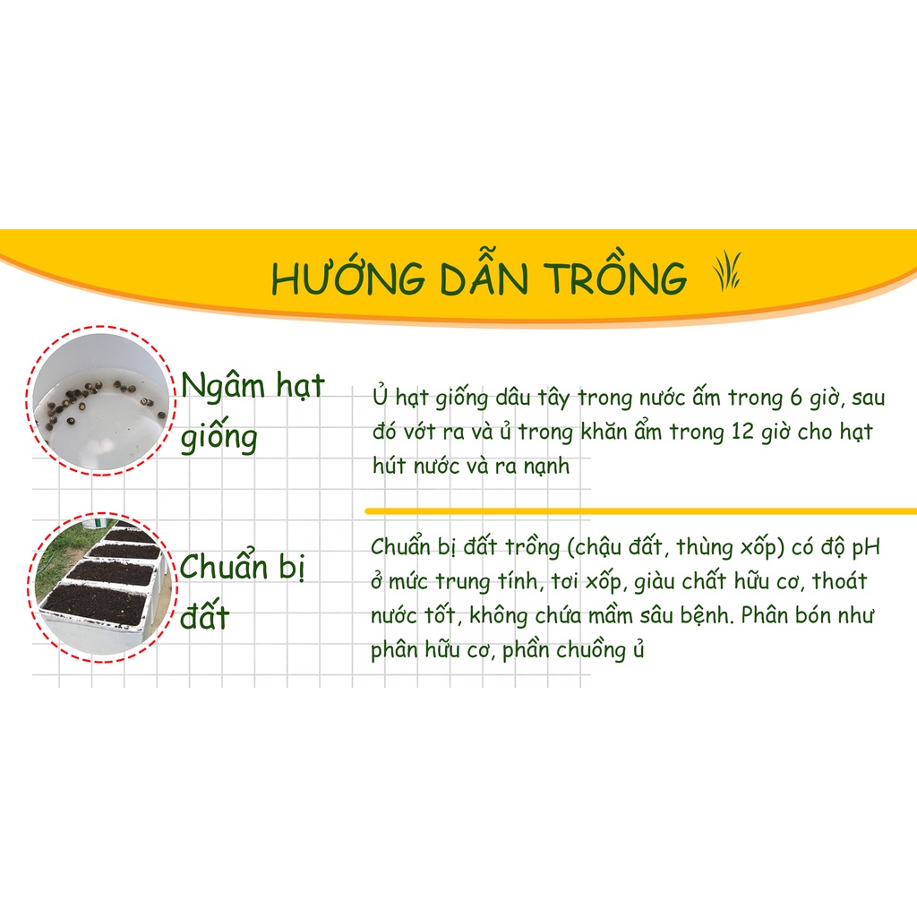 Hạt giống Dâu Tây Vàng ( Gói 30 Hạt ) - Nông Sản Vàng