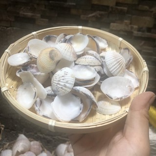 Vỏ ốc biển, vỏ còm cọp