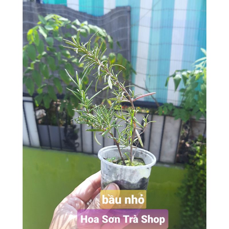 (Hỏa tốc) Chậu cây HƯƠNG THẢO, 1 cây - 3 cây.