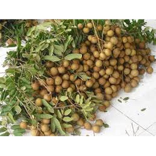Cây Giống Nhãn Quế (cây ghép có thể trồng chậu)