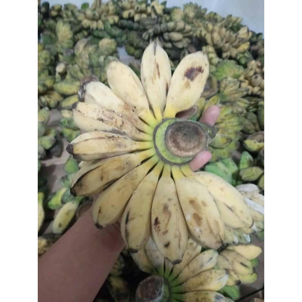 CHUỐI SÁP NGHỆ MIỀN TÂY