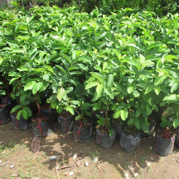 [NHẬP I2L4NSC10 GIẢM 10K] Giống cây Giống ổi Đài Loan quả to Được ươm tại NSC Nông nghiệp Việt 100% trồng