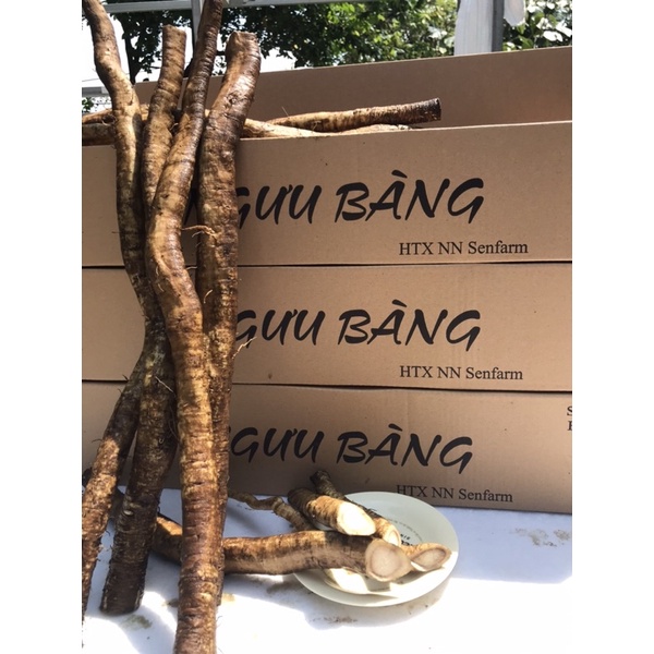 Củ Ngưu báng.