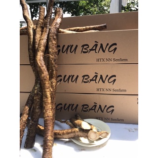 Củ Ngưu báng.