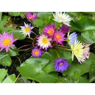 Set 5 cây hoa súng Thái 5 màu đẹp, tặng 1 cây