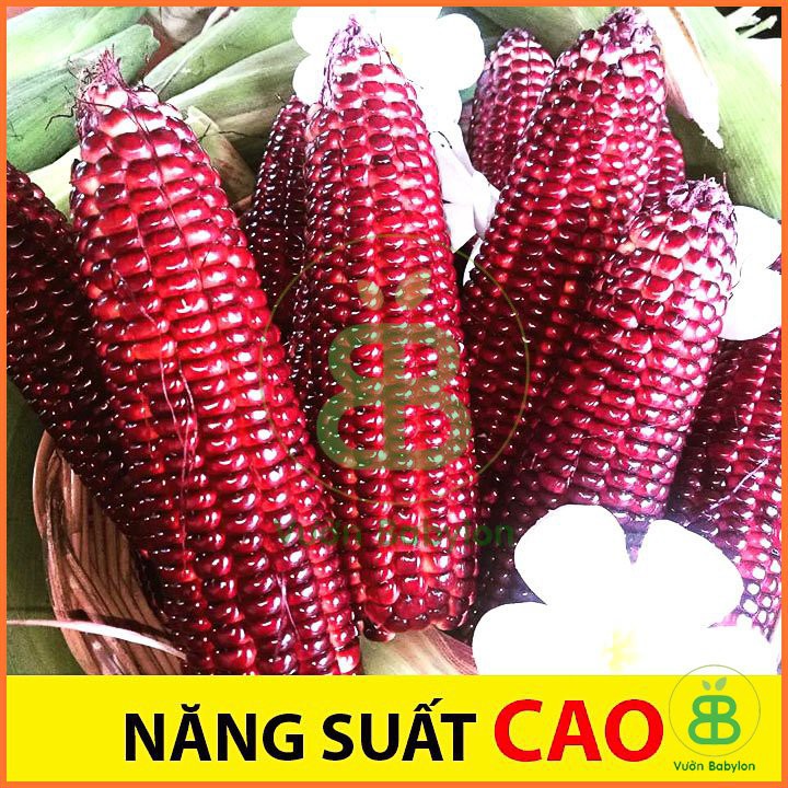 Hạt Giống Bắp Ngọt Nữ Hoàng Đỏ (50 hạt), Bắp Tím Nova Nữ hoàng đỏ