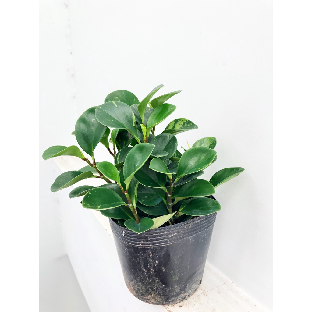 Cây Trường Sinh  Cây Phong thủy mini để bàn, cây cảnh trồng trong nhà, trang trí nội thất văn phòng