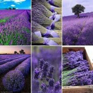 Hoa khô Lavender Pháp - 01