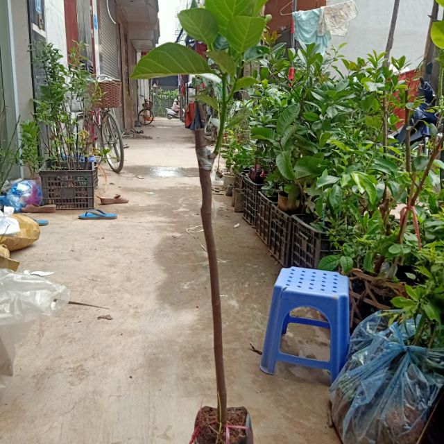 Combo. 1 cây mít thái +1cay mít malaysia +1cay mít ruột đỏ. Tặng kèm túi phân