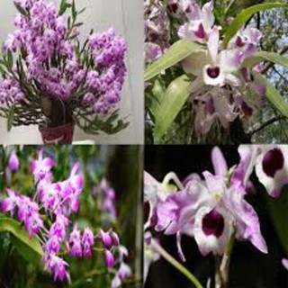 Lan đùi gà bó hàng giống chuẩn đẹp