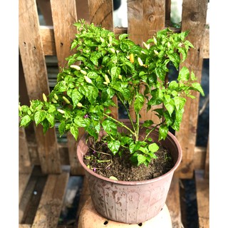 Cây ớt trắng Phan Thiết đang có trái chỉ giao TP.HCM