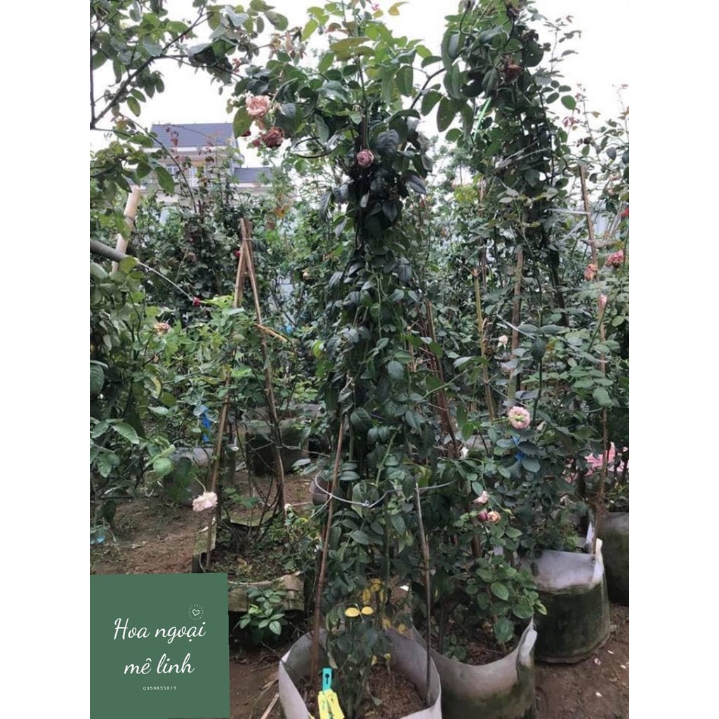 Hoa Hồng Ngoại Mon Coeur cô nàng đến từ xứ sở Nhật Bản - có hương thơm mạnh-hoangoaimelinh