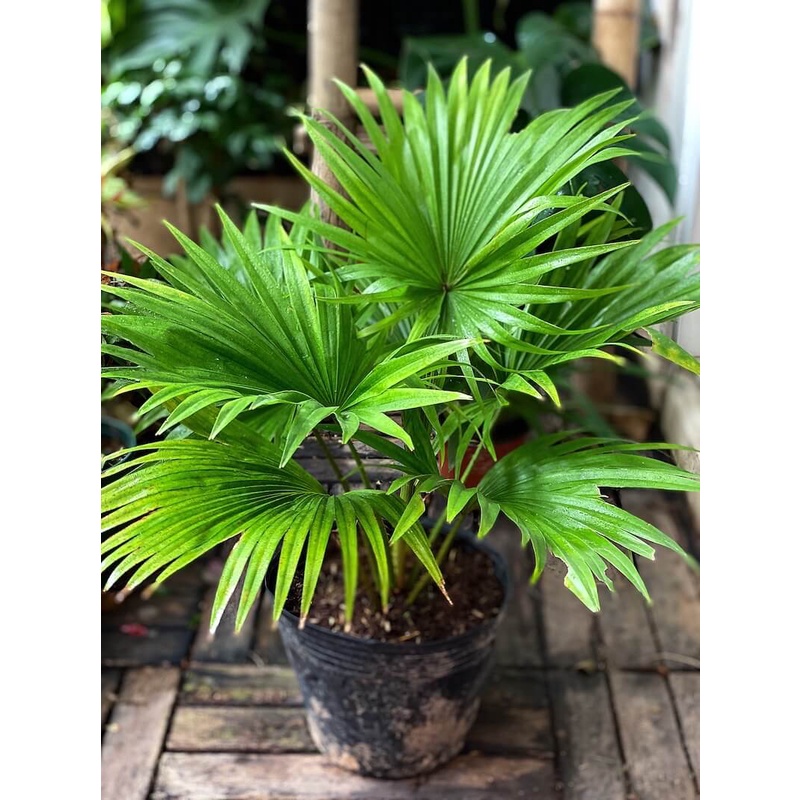 Cây Livistona chinensis Chinese Fan Palm (Cọ Quạt Mini) bầu nhựa đen