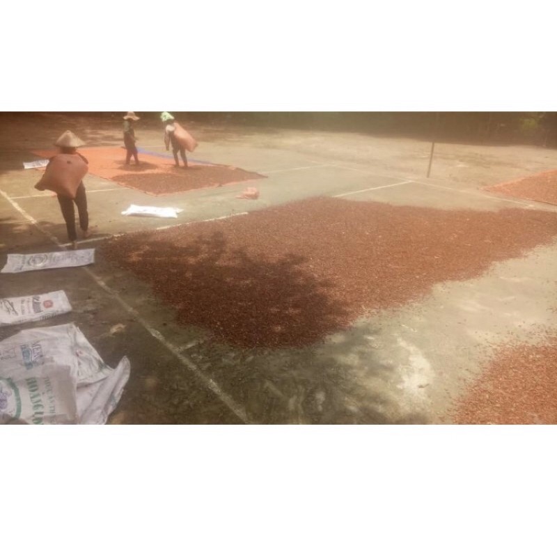 1kg Táo mèo khô Tây Bắc sấy đẹp Hàng công ty Thảo Dược Việt