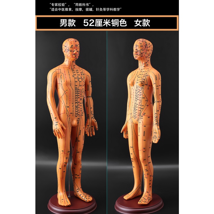 ✅Zhenghe Mô Hình Châm Cứu Cơ Thể Người Mẫu Mười Hai Người Mẫu Mã Trung Quốc Châm Cứu Da Nhỏ