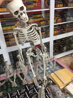 Khung xương RẢ cỡ 103cm