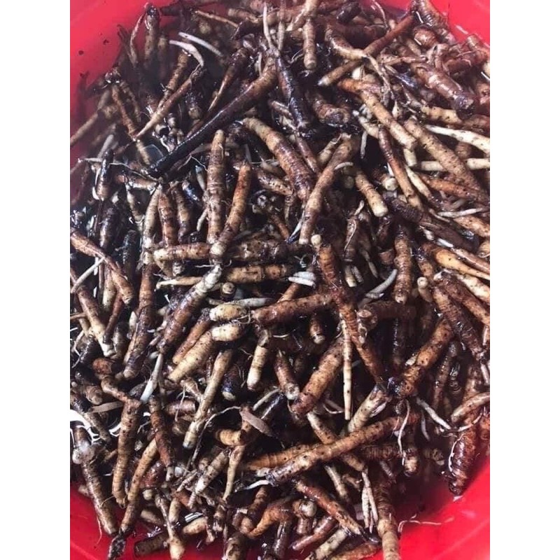 1kg sâm tiên mao