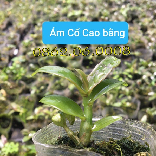 Lan phi điệp cánh ám Hoà Bình