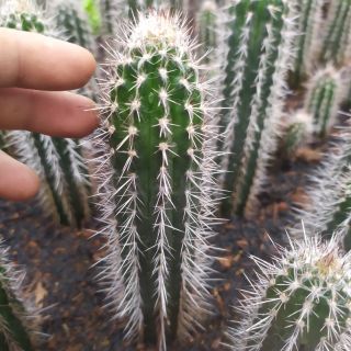 Xương rồng hải đăng đen cao 20-22cm