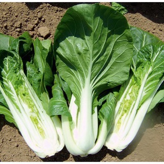 Hạt giống cải bẹ trắng