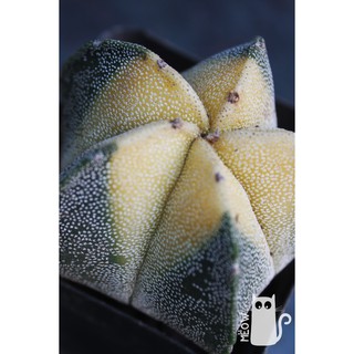 XƯƠNG RỒNG ASTRO VÀNG PHẤN