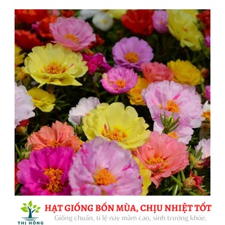Hạt giống hoa mười giờ mix 50H (mười giờ Mĩ, nhiều màu, trồng quanh năm)