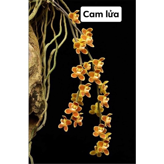 Hoa lan căn diệp chơi Tết