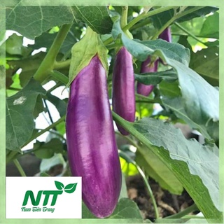Hạt giống cà nâu cơm xanh 89