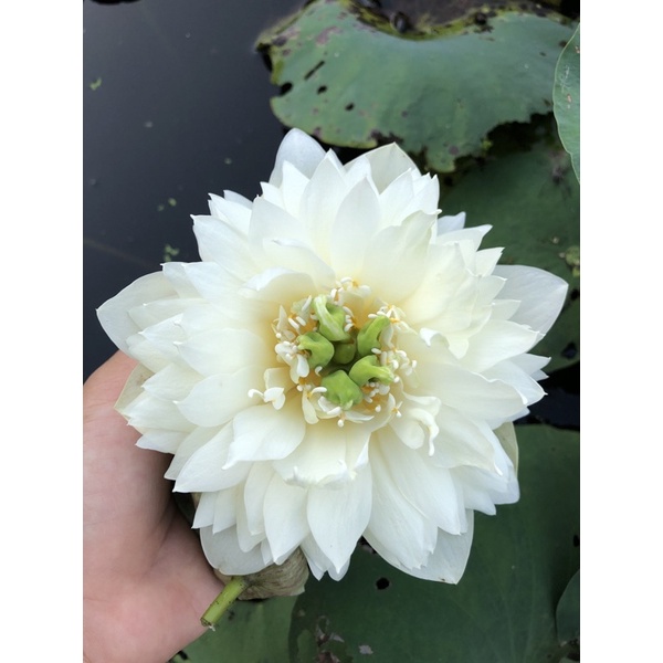 Củ sen Green Cloud