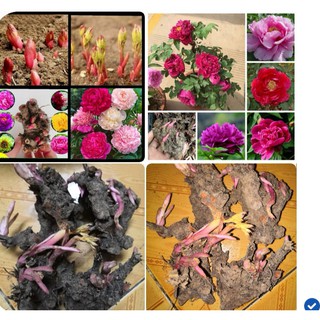 1 củ giống hoa mẫu đơn