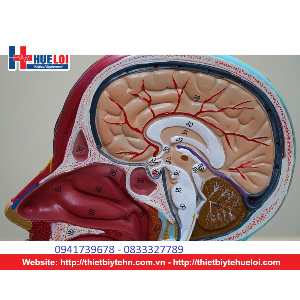 Mô hình giải phẫu cơ và thần kinh mạch máu vùng đầu