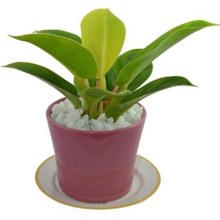 Cây Trầu bà đế vương vàng mini để bàn