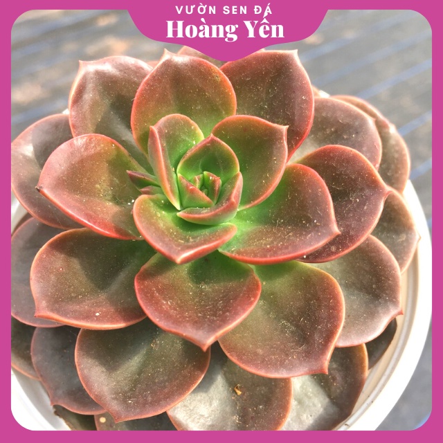 SEN ĐÁ NHẬT NGUYỆT - size trung, cây khỏe đẹp Giá rẻ - Lỗi 1 đổi 1