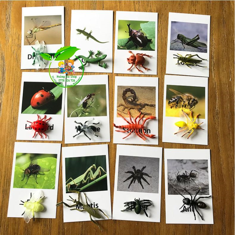 Mô hình 12 côn trùng kèm thẻ