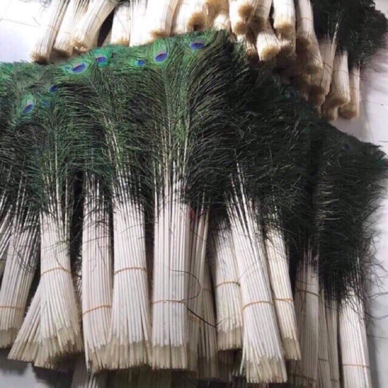 Lông công thật 80cm