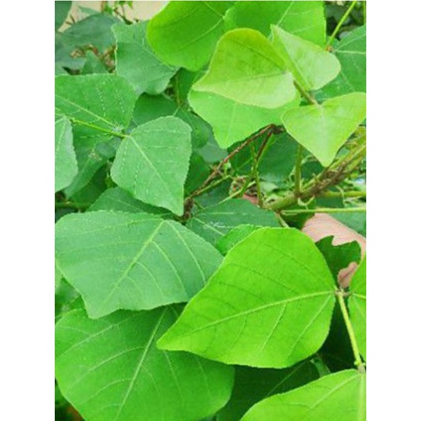 Lá Vông tươi 500g