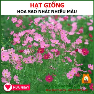 Hạt Giống Hoa Sao Nhái Nhiều Màu